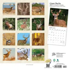 StarGifts 2024 Wall Calendar 12"x12" Giant Bucks