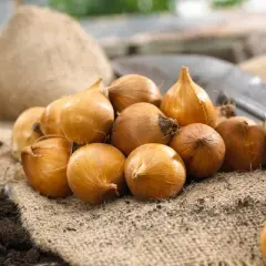 Van Zyverden 75ct Bulbs Dutch Iris Mixed