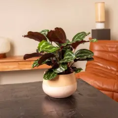Live 6" Calathea Medallion Houseplant in Chai Planter