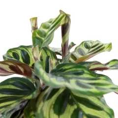6" Calathea Peacock Plant - National Plant Network
