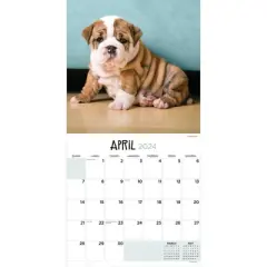 TF Publishing 2024 Wall Calendar 12"x12" Puppies