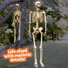 Life Size Human Skeleton Halloween Decoration Value 2 Pack- Adult 5' 4" & Child 2' - Articulated Movable Limbs, Weather Resistant Indoor/Outdoor