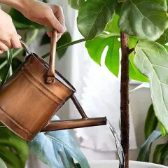 Homarden 1 Gallon Copper Watering Cans with removable spout for indoors and outdoors