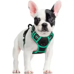 rabbitgoo Dog Harness No Pull with 2 Leash Clips, Control Handle for Small Dogs, Black & Turquoise, S