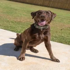 Country Brook Petz 1 1/2 Inch Woodland Camo Martingale Dog Collar