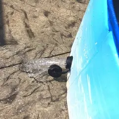 Midlee Dog Pool - Foldable & Portable Outdoor Bathing Tub &hellip;