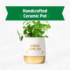 Back to the Roots Organic Lemon Balm Wellness Planter Grow Kit with Pot Soil and Seeds