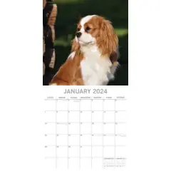 The Gifted Stationery 2024 Square Wall Calendar, Cavalier King Charles Spaniels, 16-Month Animals Theme with 180 Stickers (12 x 12 In)
