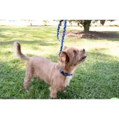 Country Brook Petz Deluxe Duty Honor Country Dog Collar - Made in the U.S.A. (5/8 Inch, Small)