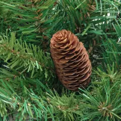 Northlight 4'  Red Pine Full Profile Artificial Christmas Tree with Pine Cones - Unlit