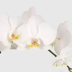 Live 5" White Premium Orchid Houseplant - Good Little Garden&trade;