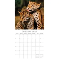 The Gifted Stationery 2024 Square Wall Calendar, Big Cats, 16-Month Animals Theme with 180 Reminder Stickers (12 x 12 In)