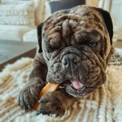 Yeti Dog Chew Natural Yak Cheese Dog Chews -Medium, Bulk 3 lb