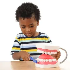 Kaplan Early Learning Healthy Smiles Dental Model