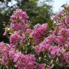 National Plant Network Pocomoke Dwarf Crepe Myrtle - 3gal