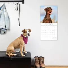 2026 Square Wall Calendar, Dobermans, 16-Month Paw Prints Theme with 180 Reminder Stickers (12x12 In)