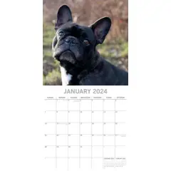 The Gifted Stationery 2024 Square Wall Calendar, French Bulldogs, 16-Month Paw Prints Theme with 180 Reminder Stickers (12 x 12 In)
