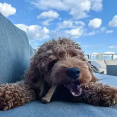 Nylabone Natural Healthy Edibles Variety Pack - Roast Beef & Chicken- 34 Chews