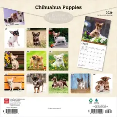 BrownTrout Chihuahua Puppies 2026 12"x24" Hanging Square Wall Calendar Plastic-Free