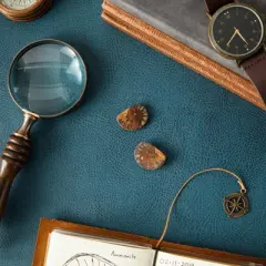 Okuna Outpost 2 Pack Natural Ammonite Bone Replicas, Cephalopod Shell from Madagascar, 1-1.4 in