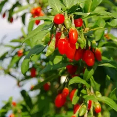 2.5qt Gogi Berry Plant with White Blooms - National Plant Network