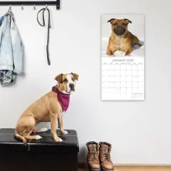 2026 Square Wall Calendar, Staffordshire Bull Terriers, 16-Month Animals Theme with 180 Reminder Stickers (12x12 In)