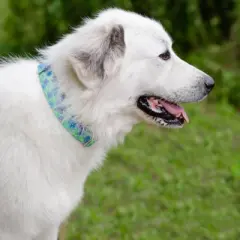 Country Brook Petz HossFit Jr Wide Premium Dog Collar - Spring Collection