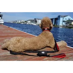 Black Rhino Ultra Soft Neoprene Padded Dog Collar - X Large - Black