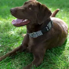 Country Brook Petz Deluxe Leopard Print Dog Collar - Made in the U.S.A. (1/2 Inch, Extra Small)