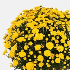 12" Garden Mum Live Plant - Good Little Garden&trade;