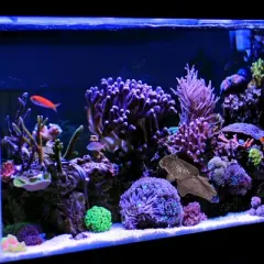 Unique Bargains Aquarium Glowing Simulation Decoration Artificial Golden Fish Ornament with Suction Cup Brown 1 Pcs