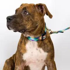 Country Brook Petz Tie Dye Flowers Deluxe Dog Collar and Leash