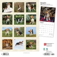 Browntrout 2024 Wall Calendar 12"x12" Beagles