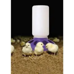 Little Giant Plastic Poultry Feeder Base for 1 Quart Container- Purple
