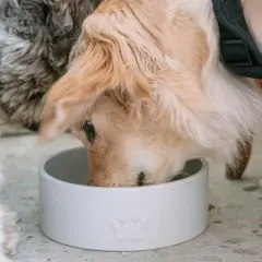 Dexypaws: Ceramic Dog Bowl: White - 50oz - Stylish & Functional Pet Feeding Dish