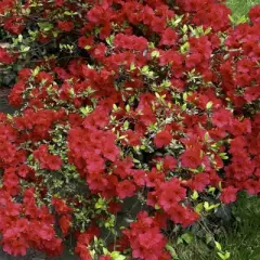 2.25gal Girard Crimson Azalea Plant with Red Blooms - National Plant Network