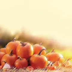 80ct Glistening Pumpkins Letterhead: Great Papers! Stationery for Fall, Multicolor, 8.5x11 Inches, Matte Finish, Unbound