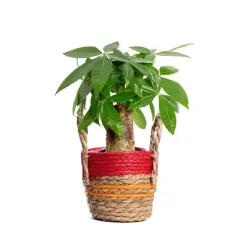 Live 4" Pachira Stump Potted Houseplant