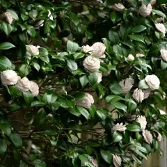 2.5qt Camellia Japonica Plant with White Blooms - National Plant Network
