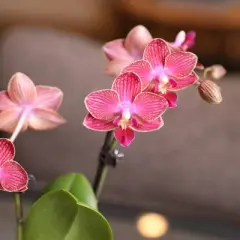 Green Circle Growers 2.5" Red Orchid Houseplant Ceramic Planter with Burlap Bow