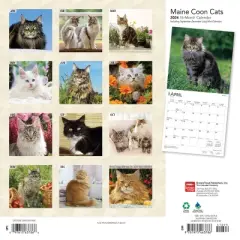 Browntrout 2024 Wall Calendar 12"x12" Maine Coon Cats