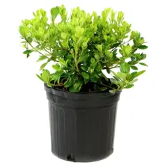 Azalea Midnite Flare 1pc - National Plant Network U.S.D.A Hardiness Zone 7-9: Sun/Shade Tolerant, Nursery Pot Included