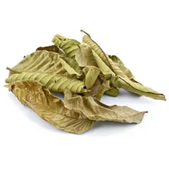 Morel Distribution Co | Dried Guava Leaves, Hojas de Guayaba, Loose Guava Leaf Tea 2 oz