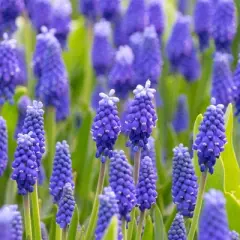 25ct Muscari Dark Eyes Blue Bulbs - Van Zyverden