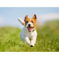 Groomer Essentials Safety Tip Shear