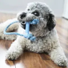KONG Goodie Bone with Rope Puppy Toy - Blue - XS