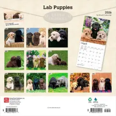 BrownTrout Labrador Retriever Puppies 2026 12"x24" Hanging Square Wall Calendar Plastic-Free