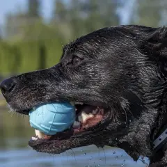 FurHaven Fetch N' Fun TPR Ball with Squeaker 3 Pack