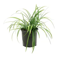 Liriope 'Big Blue' 1pc - National Plant Network - U.S.D.A. Hardiness Zones 5 - 10