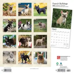Browntrout 2024 Wall Calendar 12"x12" French Bulldogs